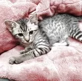 オシキャット【愛知県・女の子・2025年4月6日・シルバースポテッドタビー】の写真2