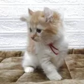 キンカロー【愛知県・女の子・2025年6月24日・レッドタビー&ホワイト】の写真4