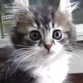 キンカロー【愛知県・男の子・2025年7月27日・ブラウンタビー&ホワイト】の写真3