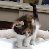 キンカロー【愛知県・女の子・2025年3月8日・ブラウンパッチドタビー&ホワイト】の写真3