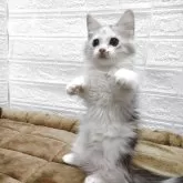 キンカロー【愛知県・女の子・2025年5月17日・シルバーパッチドタビー&ホワイト】の写真3