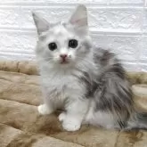 キンカロー【愛知県・女の子・2025年5月17日・シルバーパッチドタビー&ホワイト】の写真4