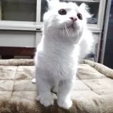 キンカロー【愛知県・男の子・2025年4月23日・ホワイト】の写真4