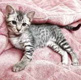 オシキャット【愛知県・女の子・2025年4月6日・シルバースポテッドタビー】の写真4