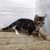 キンカロー【愛知県・男の子・2025年7月14日・ブラウンタビー&ホワイト】の写真4