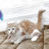 キンカロー【愛知県・女の子・2025年6月24日・レッドタビー&ホワイト】の写真2