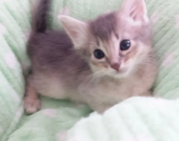 ID:1409-00124の子猫