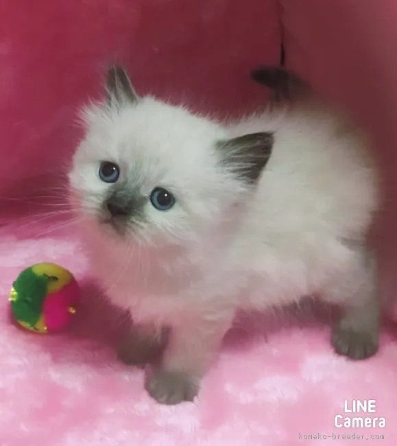 ID：1701-00234の子猫