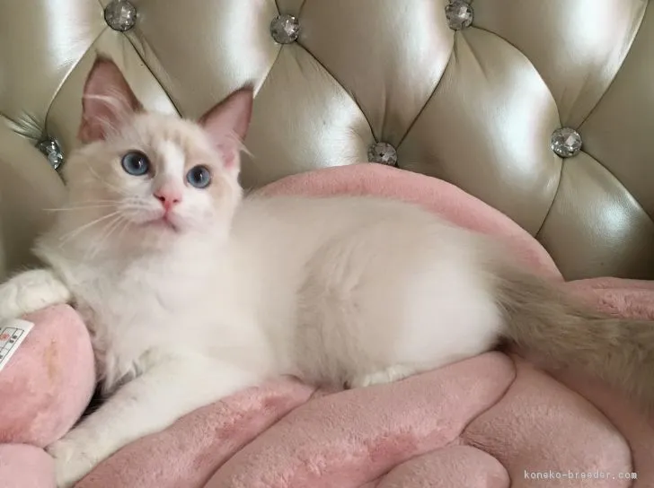 ID:1806-01577の子猫