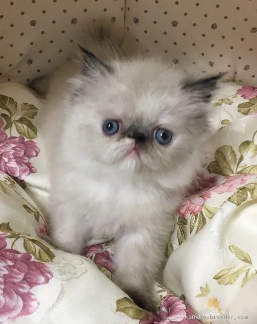 ID：1804-01576の子猫