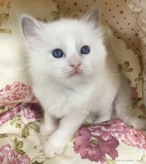 ID:1712-01076の子猫