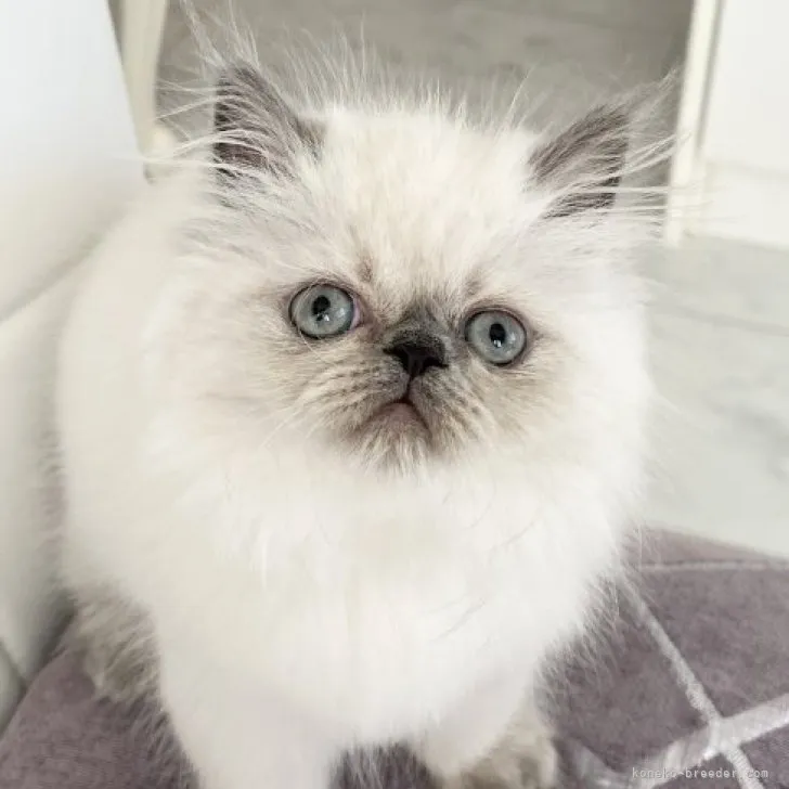 ID：2309-01359の子猫