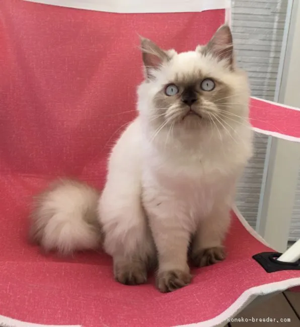 ID:1708-00394の子猫