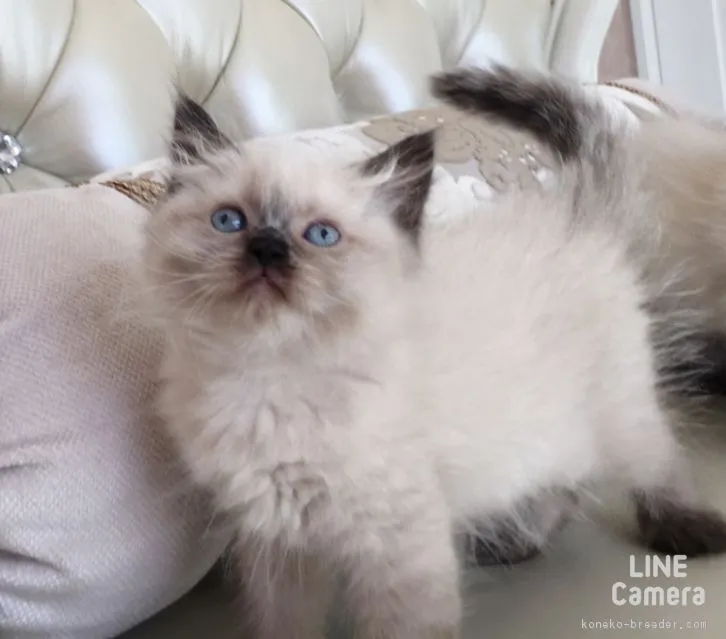ID:1606-00761の子猫