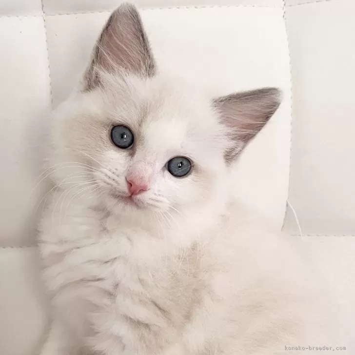 ID：2407-03393の子猫