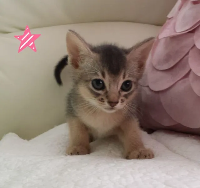 ID：1409-00082の子猫