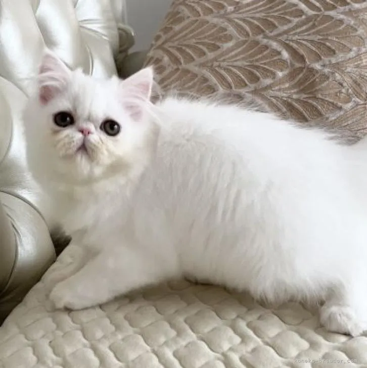 ID:2207-01514の子猫