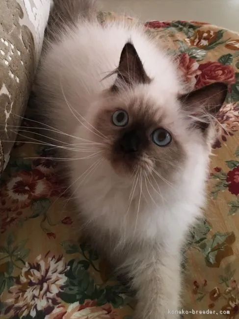 ID：1807-00106の子猫