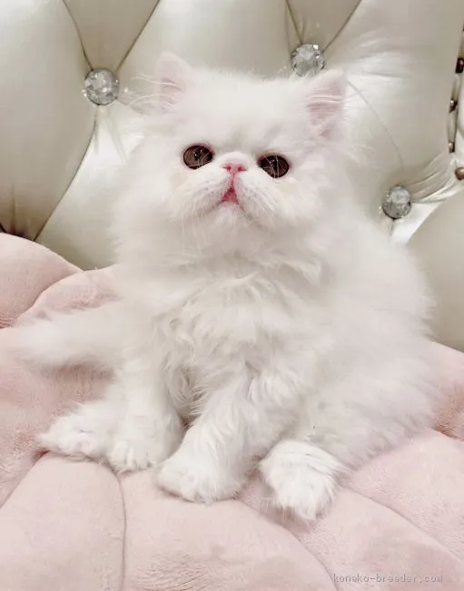 ID:1911-00928の子猫