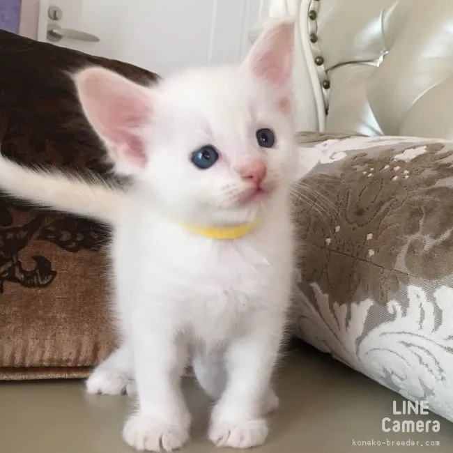 f 様のお迎えした子猫