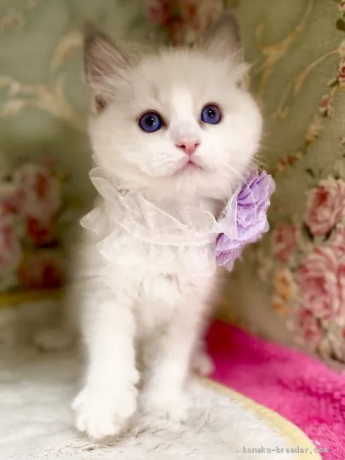 ID：2012-01706の子猫