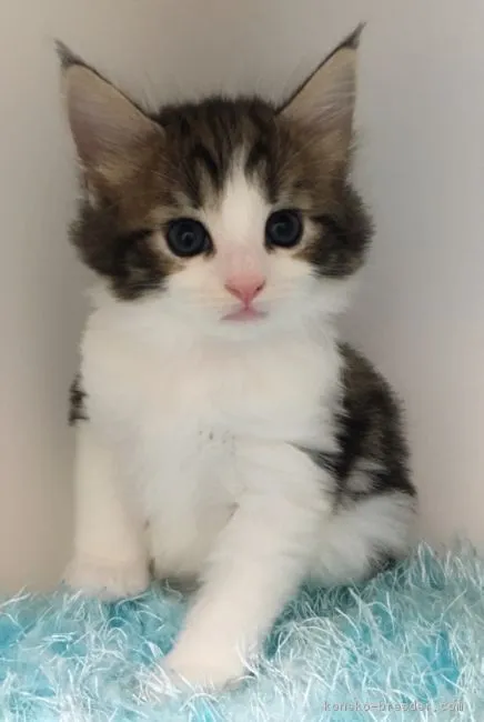 ID：1709-00181の子猫