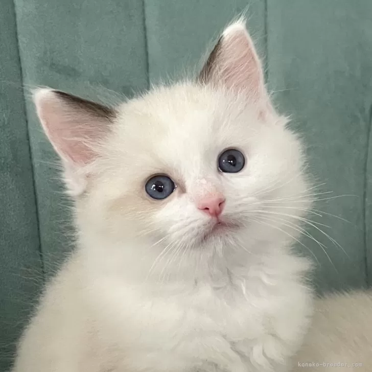 ID:2412-00256の子猫