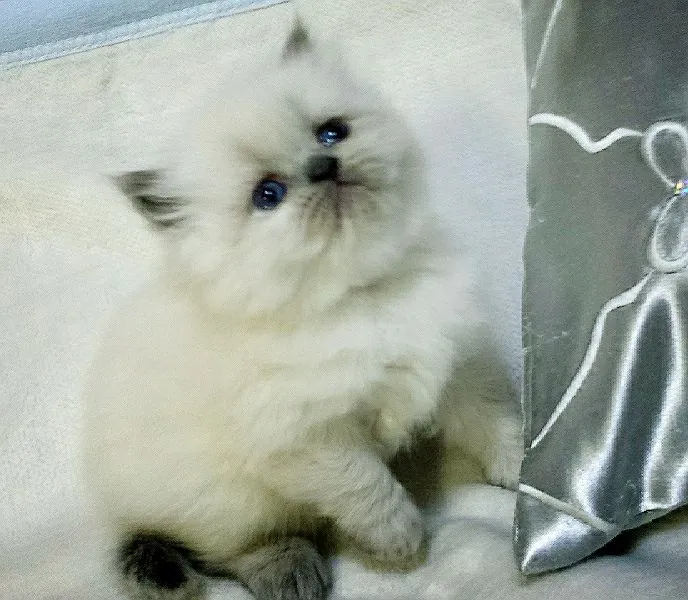 ID:1505-00283の子猫