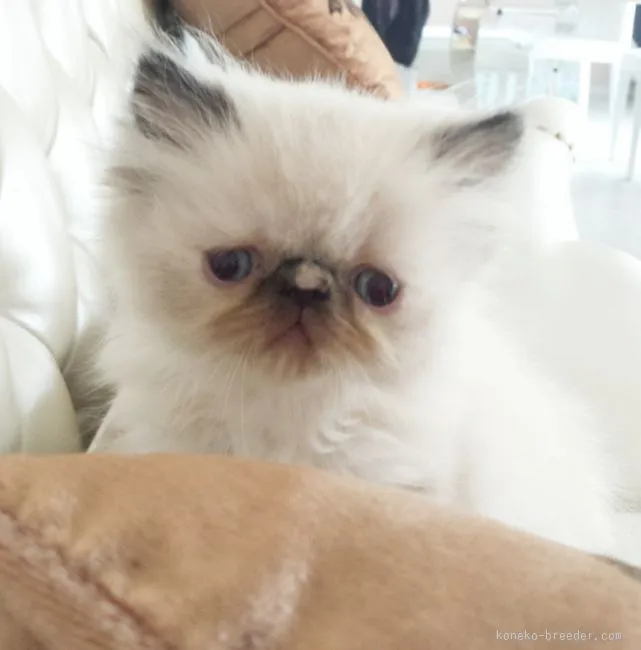 ID:1512-00204の子猫