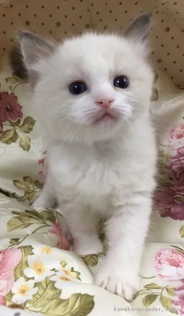 ID:1712-01073の子猫