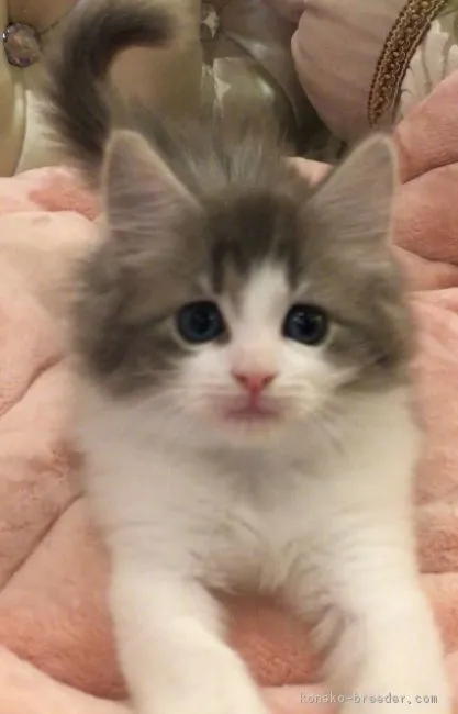 ID：1805-00974の子猫