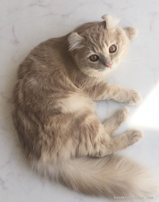 アメリカンカール【・男の子・2017年2月22日・クリームタビー】