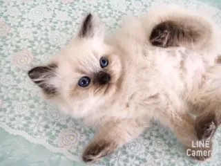 ID:1608-00568の子猫