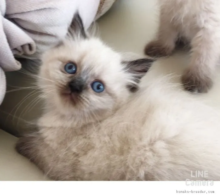 ID:1606-00064の子猫