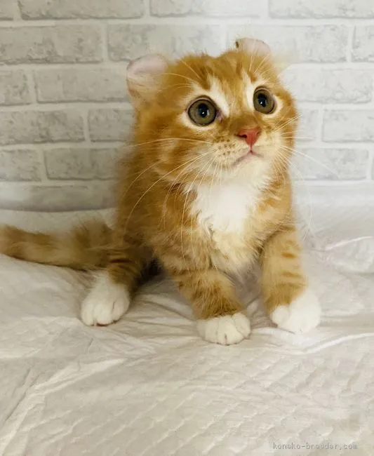 ID:2005-02121の子猫