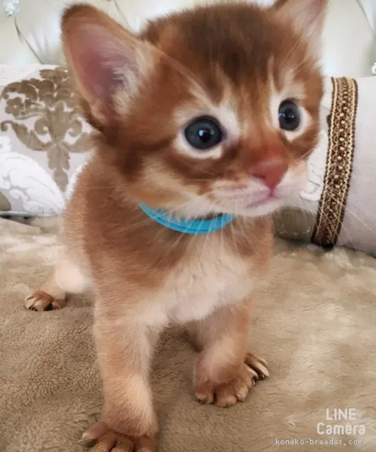 ID:1607-00805の子猫