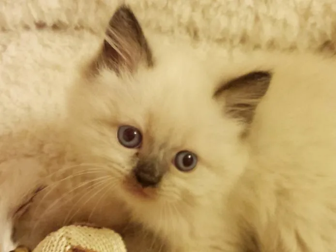 ID:1410-00072の子猫