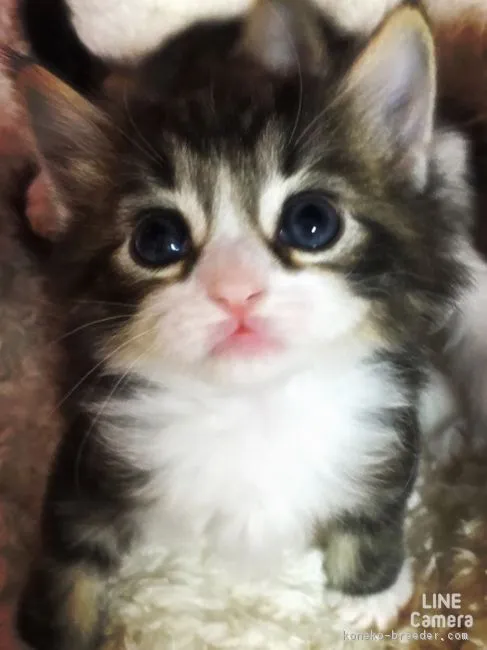 ID：1611-00794の子猫