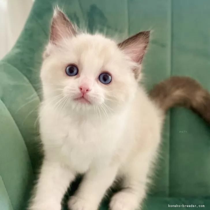 ID:2412-00254の子猫