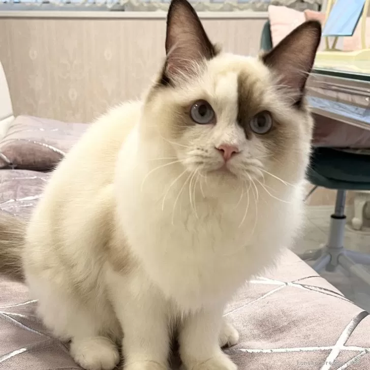 ID：2405-02392の子猫