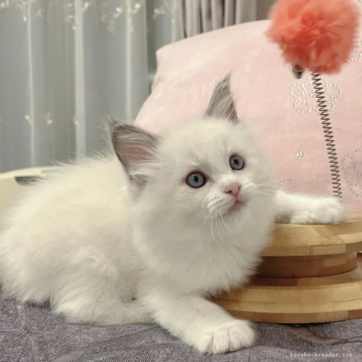 ID：2302-00490の子猫