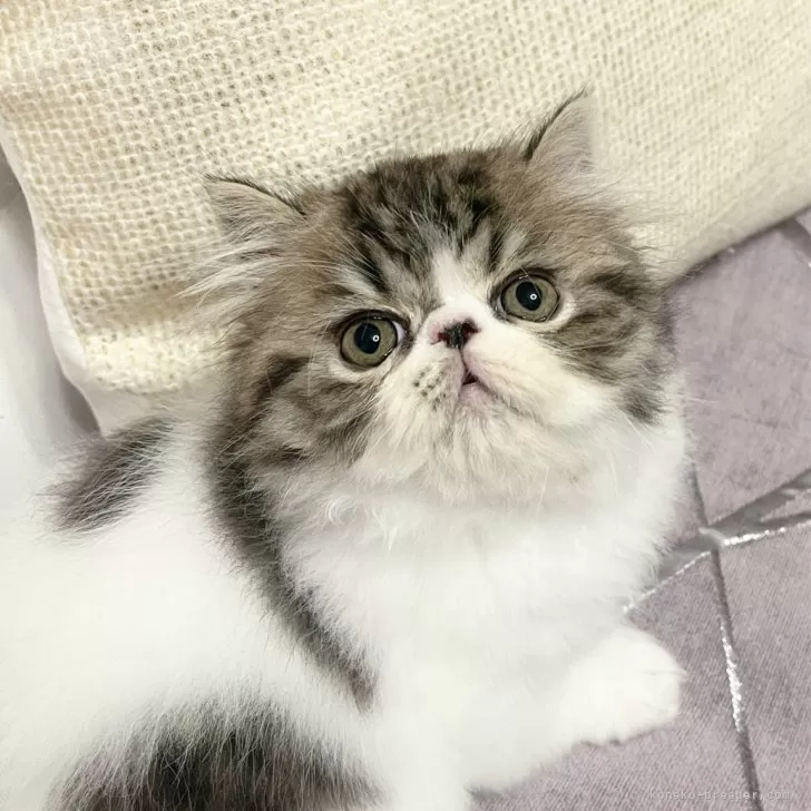 ID:2405-00946の子猫