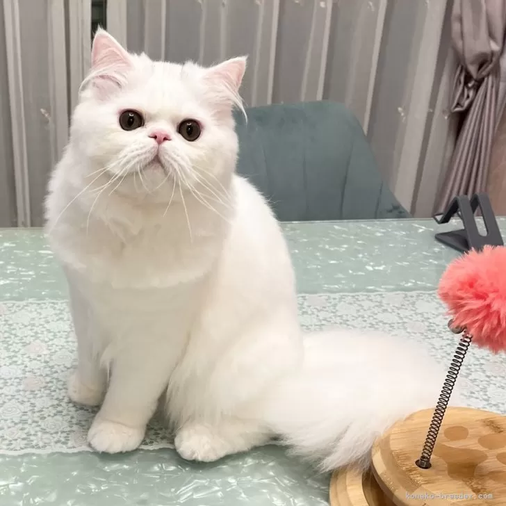 ID：2405-00948の子猫