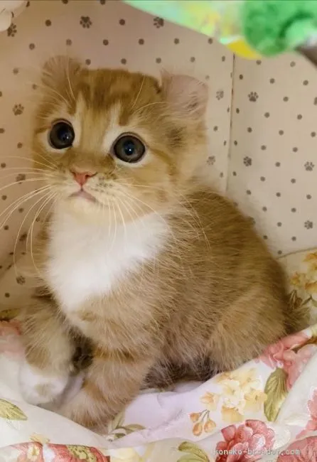 ID:2001-00511の子猫