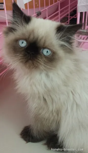 ID:1510-00515の子猫
