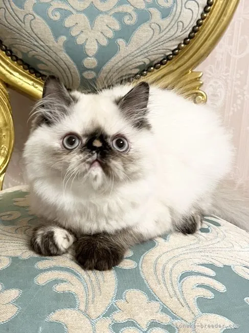 ID：2201-01837の子猫