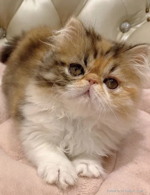 ID：1911-00930の子猫