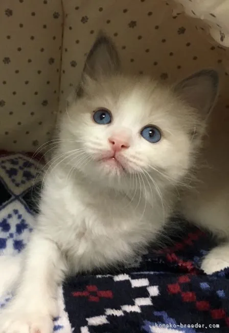 ID:1811-00323の子猫