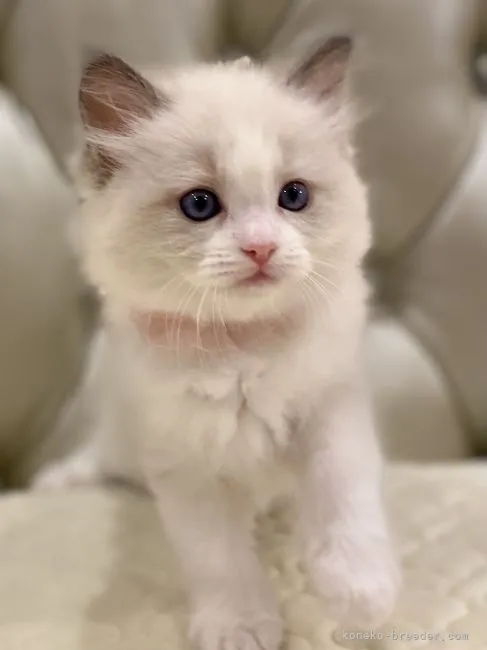 ID:2107-01592の子猫