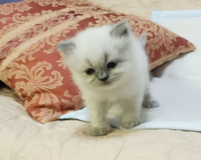 ID:1505-00285の子猫